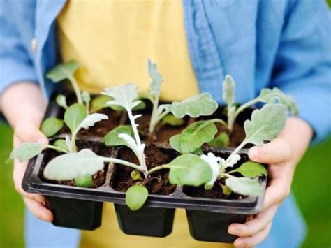 Hardening Off Preparing Indoor Seedlings For Outdoor Transplanting