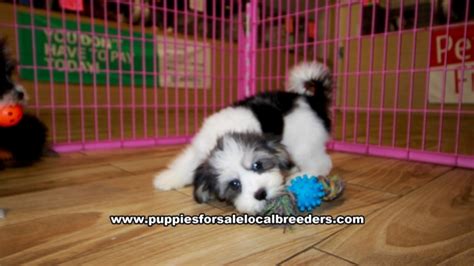 Puppies For Sale Local Breeders Morkie Puppies For Sale Georgia Local