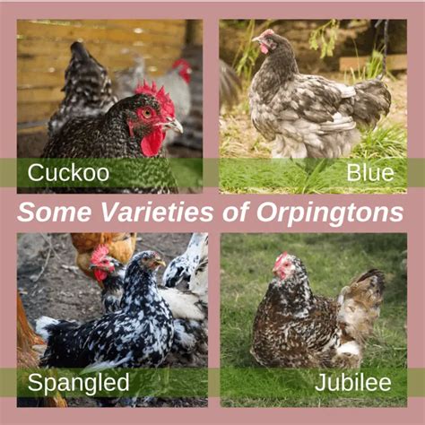 Buff Orpington Chicken Breed A Comprehensive Profile Free Chicken Coop Plans