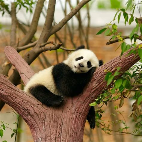 Goodnight Sleeping Panda Panda Bear Baby Animals Funny