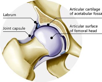 It also provides sensation to the perineal area and genitals. Hip and Groin Pain Treatment and Rehabilitation - PT Specialist NYC