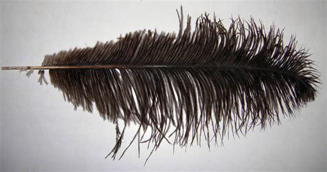 Fileostrich Feather Wikimedia Commons