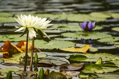 Whats The Difference Between Water Lilies And Water Lotus