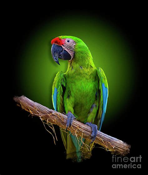 Proud Great Green Macaw Painting By Paul Gerace Pixels