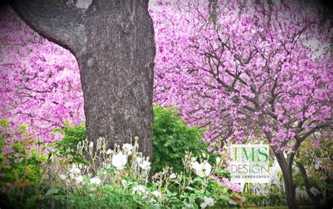 Crapemyrtles, or lagerstroemia indica, are popular landscaping trees in alabama and produce bulbous, brightly colored flowers throughout the spring and summer. Spring flowering trees in our landscape | Spring flowering ...
