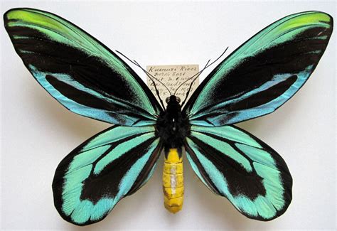 Star Objects Of Our Collection The Queen Alexandras Birdwing