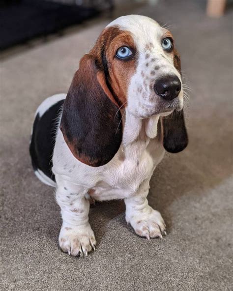 Blue Basset Hound A Very Rare Breed Or A Genetic Error