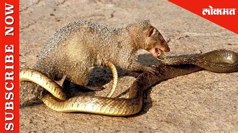 Best Snake And Mongoose Fight Ever Watch Now Youtube
