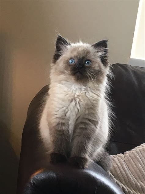 Please complete the pre adoption form and send to us. solid seal point ragdoll kittens for sale | Clacton On Sea ...