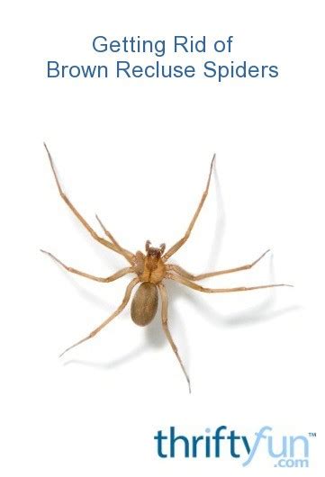 Getting Rid Of Brown Recluse Spiders Thriftyfun