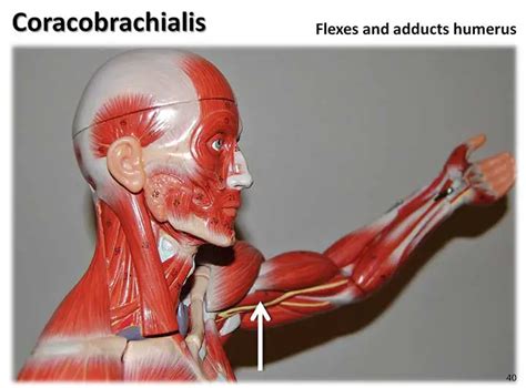 Coracobrachialis Attachment Innervation Action Learn From Doctor