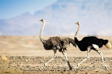 How Fast Can An Ostrich Run Surprising Facts Birds Fact