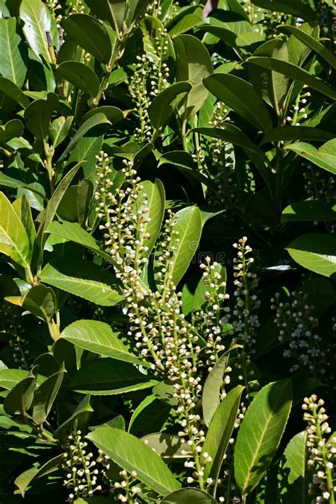 Common Or Cherry Laurel Prunus Laurocerasus In Flower Norfolk