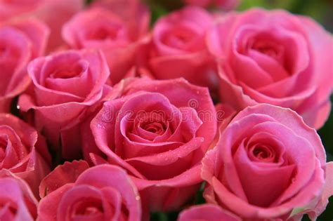 Pink Roses Stock Photo Image Of Clean Deep Beauty Color 4045410