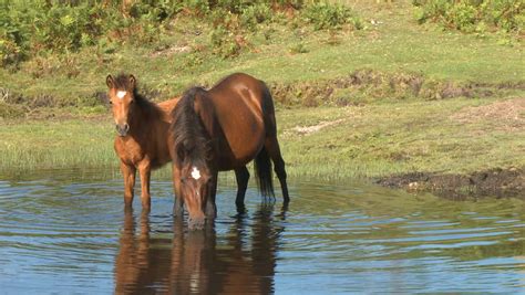 Wild Horses Drinking In Pond Stock Footage Video 439249 Shutterstock