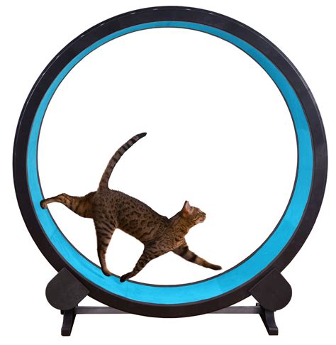 Rstjvb cat treadmill ferris wheel pet furniture,cat exercise wheel cat climbing house running spinning toy for cats movement wheel,small. Buy One Fast Cat Exercise Wheel in Cheap Price on Alibaba.com