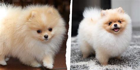 Pomeranian Boo Cinsi Köpek Bakımı Ve Özellikleri