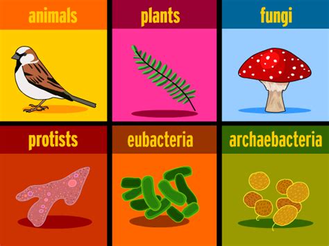 Six Kingdom Classification Chart Taxonomy 6 Kingdom Classification Chart Prokaryotes