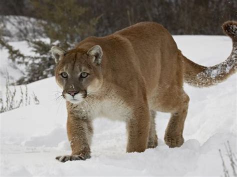Mountain Lion Or Cougar In Snow Near Bozeman Montana