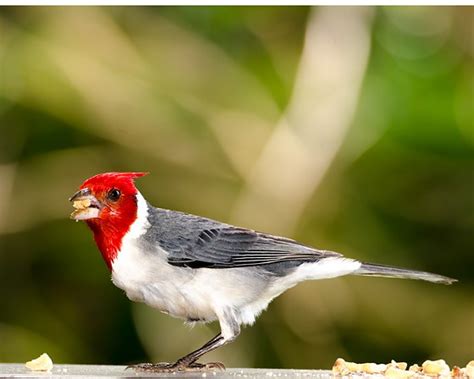 Brazilian Red Capped Cardinal Nature And Wildlife Photography Forum