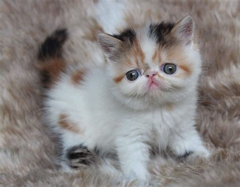 These exotic shorthair kittens located in oregon come from different cities, including stud cats. Exotic Shorthair Cats For Sale | New York County, NY #248393