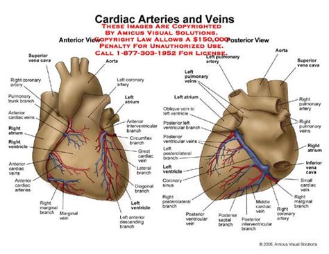 Left anterior descending branch (lad) diagonal. 5 Major Coronary Arteries | KNOW UR HEART | Coronary ...