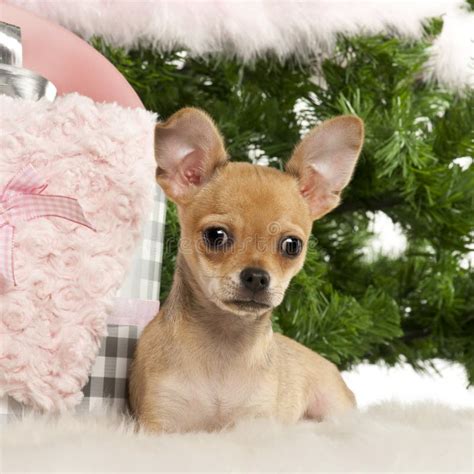 Chihuahua Puppy 4 Months Old Lying Stock Photo Image Of Christmas