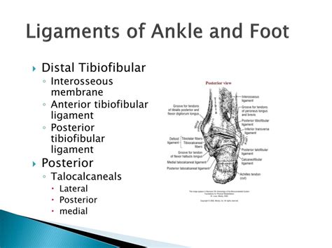 Ppt Ankle And Foot Joint Powerpoint Presentation Id