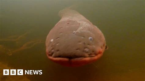 Electric Eels Work Together To Zap Prey Bbc News