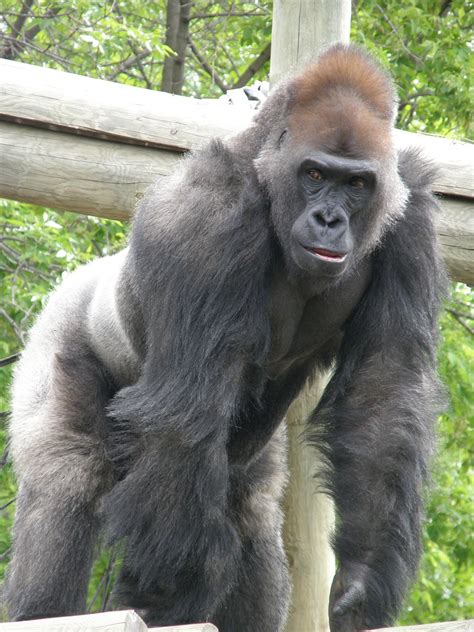 Silverback Gorilla Jim Bowen Flickr