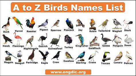 Birds Names List With Pictures In English Download Pdf Engdic