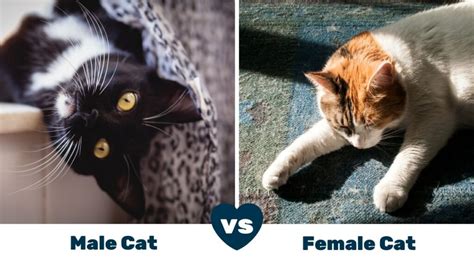 Male Cats Vs Female Cats Pros And Cons Love Your Cat