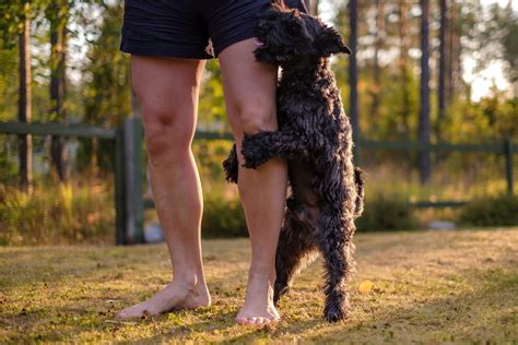 5 Ways To Stop Your Dog Humping Vet Help Direct