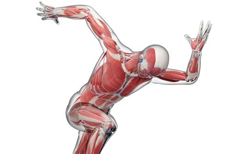 The human body is made up of millions and trillions of cells. Biomechanics and Body Movement
