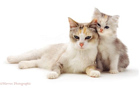 Cute Cat And Kitten Photo Wp14195