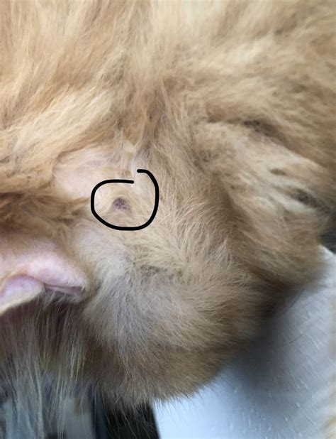 My Cat Has A Pimple Like Bump Behind His Ear What Do I Do Thecatsite