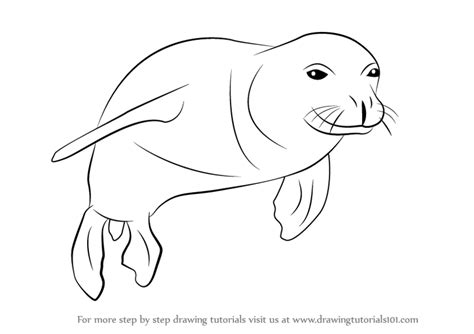 How To Draw A Hawaiian Monk Seal Seals Step By Step
