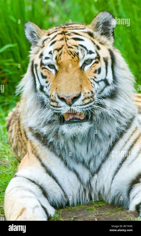 Amur Siberian Tiger Panthera Tigris Altaica Stock Photo Alamy