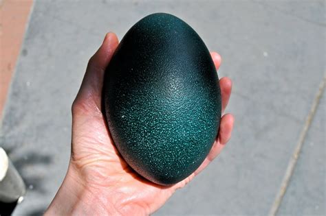 Maybe you would like to learn more about one of these? 5 Telur Unggas yang Punya Warna Cantik dan Tampilan Indah ...