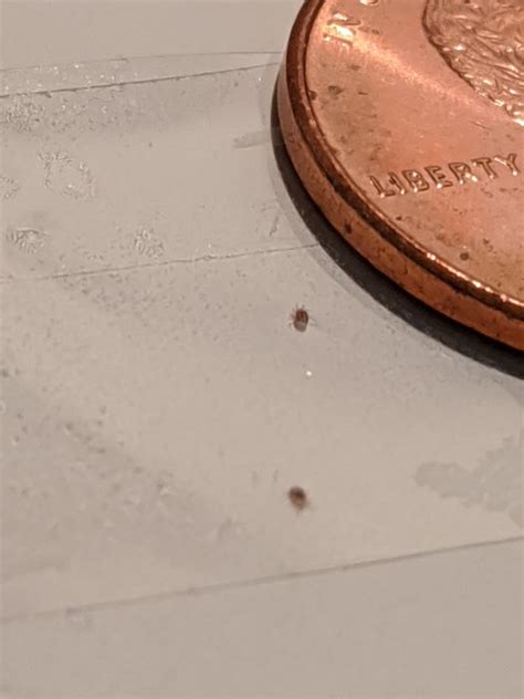 Help Identifying Tiny Bugs