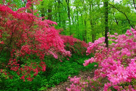 Pink Blossoms In Green Spring Forest