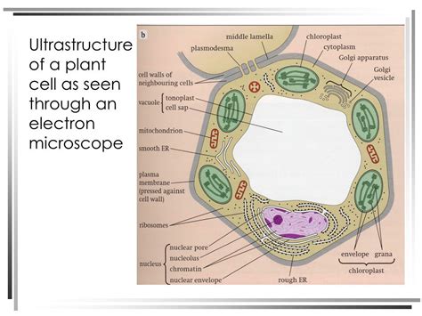 Ppt Structure Of Plant And Animal Cells Under An Electron Microscope