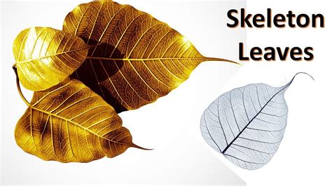 Diyart Attack How To Make Skeleton Leaf With Dried