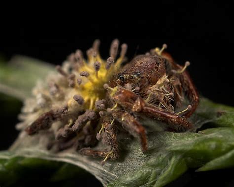 Fungus Spider Bugguidenet