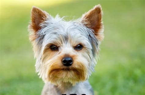 He would never argue with or contradict his boss. Are Yorkies Hypoallergenic Dogs?- DogVills