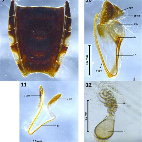 Parasadoletus Exsertus Sp Nov Paratype Female 9 Abdominal Tergum