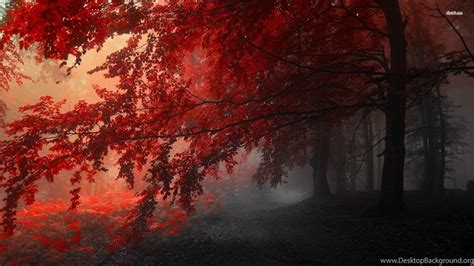Foggy Autumn Forest Wallpapers Nature Wallpapers Desktop Background
