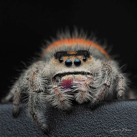 This Is Fluffy The Jumping Spider By Doogle1976 Ephotozine