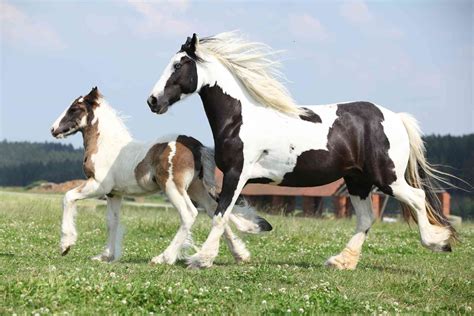 Gypsy Horse — Full Profile History And Care