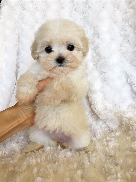Beautiful Tiny Teacup Puppy Maltipoo Ella Iheartteacups
